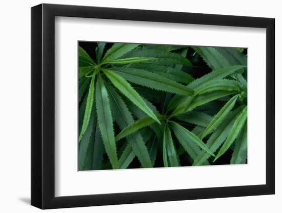 Leaves of the Hemp Plant-W. Perry Conway-Framed Photographic Print