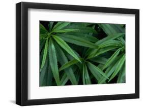 Leaves of the Hemp Plant-W. Perry Conway-Framed Photographic Print