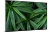 Leaves of the Hemp Plant-W. Perry Conway-Mounted Photographic Print