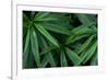 Leaves of the Hemp Plant-W. Perry Conway-Framed Photographic Print