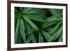 Leaves of the Hemp Plant-W. Perry Conway-Framed Photographic Print