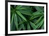 Leaves of the Hemp Plant-W. Perry Conway-Framed Photographic Print