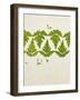 Leaves of the Sweet Cicely, Myrrhis Odorata, Green, Still Life-Axel Killian-Framed Photographic Print