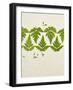 Leaves of the Sweet Cicely, Myrrhis Odorata, Green, Still Life-Axel Killian-Framed Photographic Print