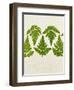 Leaves of the Sweet Cicely, Myrrhis Odorata, Green, Still Life-Axel Killian-Framed Photographic Print