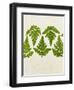 Leaves of the Sweet Cicely, Myrrhis Odorata, Green, Still Life-Axel Killian-Framed Photographic Print