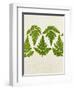 Leaves of the Sweet Cicely, Myrrhis Odorata, Green, Still Life-Axel Killian-Framed Photographic Print