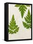 Leaves of the Sweet Cicely, Myrrhis Odorata, Green, Still Life-Axel Killian-Framed Stretched Canvas