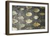 Leaves of the Tree of the Laurel on the Stone Table Horizontal Super Still Life-Denis Karpenkov-Framed Photographic Print