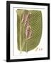 Leaves of the Tropics I-Vision Studio-Framed Art Print