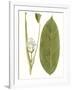 Leaves of the Tropics II-Vision Studio-Framed Art Print