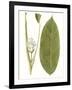 Leaves of the Tropics II-Vision Studio-Framed Art Print