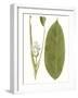 Leaves of the Tropics II-Vision Studio-Framed Art Print