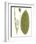 Leaves of the Tropics II-Vision Studio-Framed Art Print