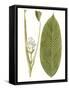 Leaves of the Tropics II-Vision Studio-Framed Stretched Canvas