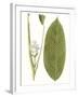 Leaves of the Tropics II-Vision Studio-Framed Art Print