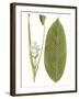 Leaves of the Tropics II-Vision Studio-Framed Art Print