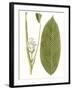 Leaves of the Tropics II-Vision Studio-Framed Art Print