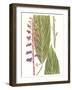 Leaves of the Tropics III-Vision Studio-Framed Art Print