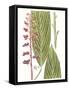 Leaves of the Tropics III-Vision Studio-Framed Stretched Canvas