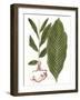 Leaves of the Tropics IV-Vision Studio-Framed Art Print