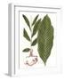 Leaves of the Tropics IV-Vision Studio-Framed Art Print