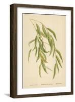 Leaves of the Willow-William Henry James Boot-Framed Giclee Print