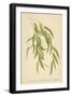 Leaves of the Willow-William Henry James Boot-Framed Giclee Print