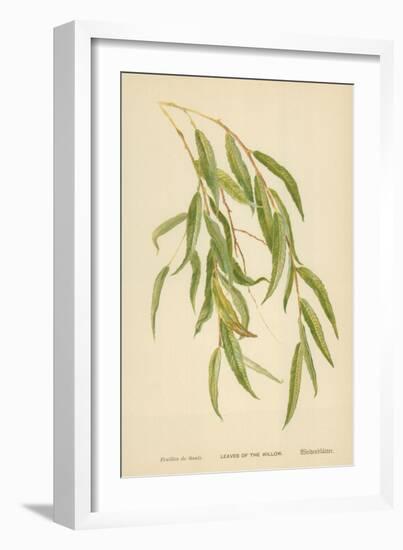 Leaves of the Willow-William Henry James Boot-Framed Giclee Print