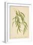 Leaves of the Willow-William Henry James Boot-Framed Giclee Print