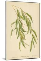 Leaves of the Willow-William Henry James Boot-Mounted Giclee Print