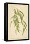 Leaves of the Willow-William Henry James Boot-Framed Stretched Canvas