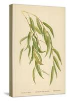 Leaves of the Willow-William Henry James Boot-Stretched Canvas