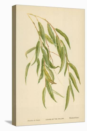 Leaves of the Willow-William Henry James Boot-Stretched Canvas