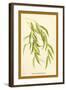 Leaves of the Willow-W.h.j. Boot-Framed Art Print