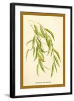 Leaves of the Willow-W.h.j. Boot-Framed Art Print