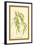 Leaves of the Willow-W.h.j. Boot-Framed Art Print