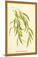 Leaves of the Willow-W.h.j. Boot-Mounted Art Print