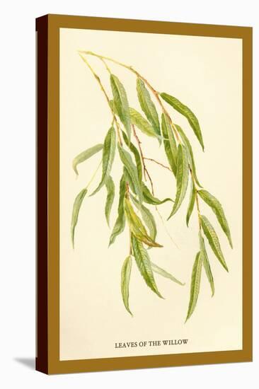 Leaves of the Willow-W.h.j. Boot-Stretched Canvas
