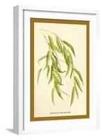 Leaves of the Willow-W.h.j. Boot-Framed Art Print