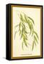 Leaves of the Willow-W.h.j. Boot-Framed Stretched Canvas