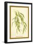 Leaves of the Willow-W.h.j. Boot-Framed Art Print