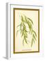 Leaves of the Willow-W.h.j. Boot-Framed Art Print