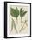 Leaves of Various Species of Willow (Salix Sp), Salicaceae-null-Framed Giclee Print