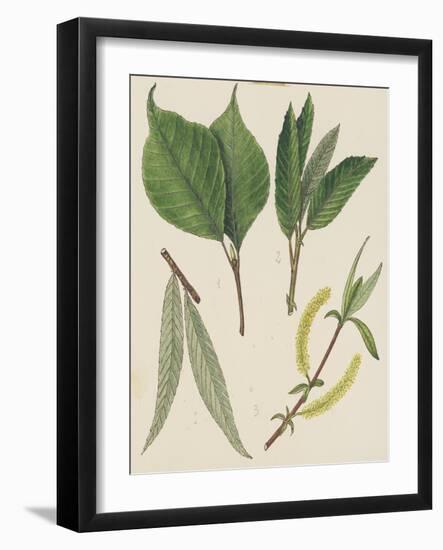 Leaves of Various Species of Willow (Salix Sp), Salicaceae-null-Framed Giclee Print