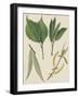 Leaves of Various Species of Willow (Salix Sp), Salicaceae-null-Framed Giclee Print