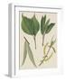 Leaves of Various Species of Willow (Salix Sp), Salicaceae-null-Framed Giclee Print