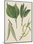 Leaves of Various Species of Willow (Salix Sp), Salicaceae-null-Mounted Giclee Print