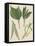 Leaves of Various Species of Willow (Salix Sp), Salicaceae-null-Framed Stretched Canvas