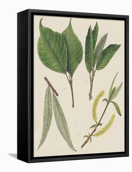 Leaves of Various Species of Willow (Salix Sp), Salicaceae-null-Framed Stretched Canvas